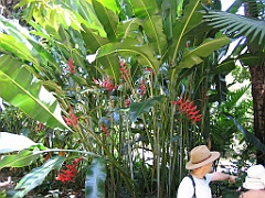 CairnsTC025 Jardin Botanique 025